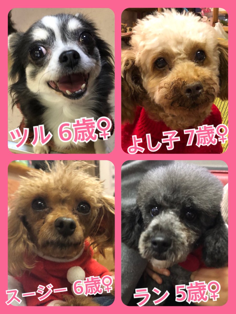 🐾今日の里親様募集中ワンコ🐶メンバーです🐾2019,12,29